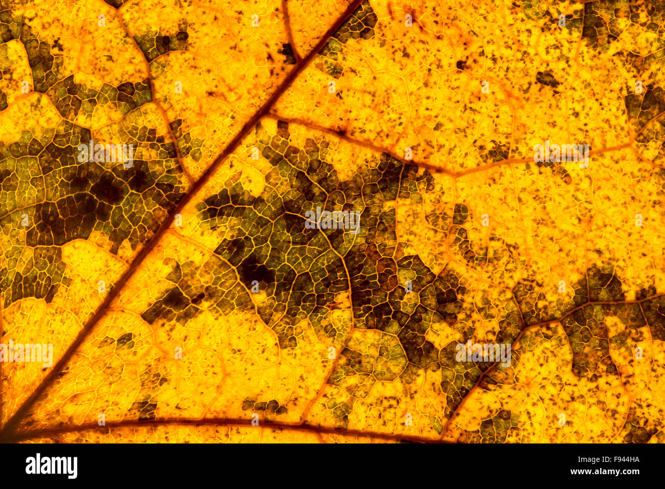 Autumn Leaf struttura closeup con retroilluminazione Foto Stock