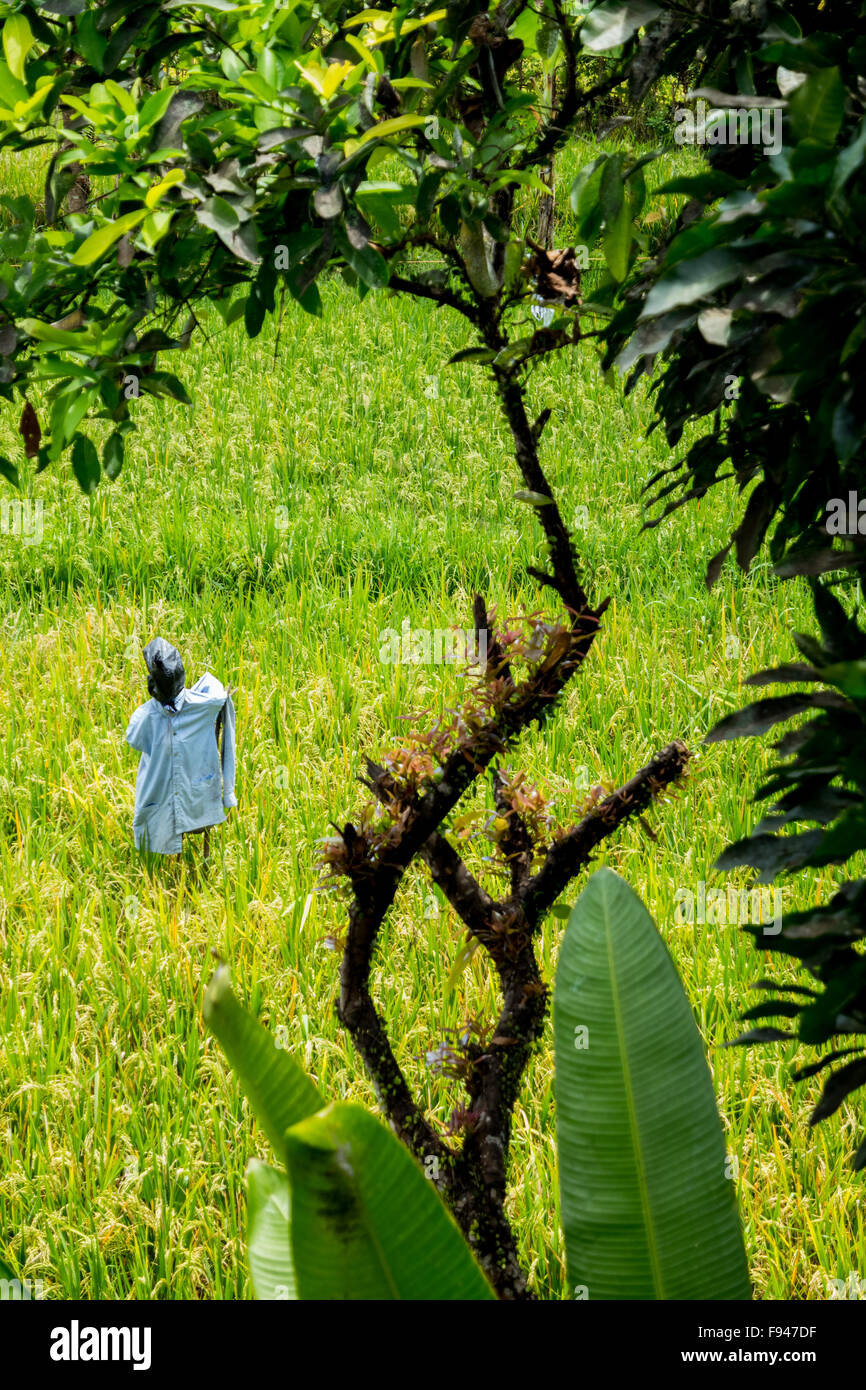 Cavecrow su un campo di riso a Ubud, Gianyar, Bali, Indonesia. Foto Stock