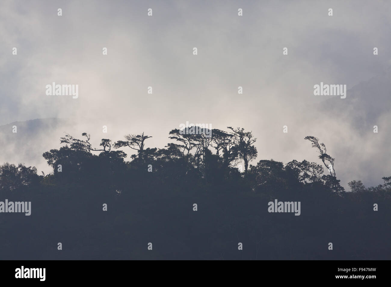 La nebbia al di sopra della nube foresta Omar Torrijos national park, Cordillera Central, Cocle Affitto provincia, Repubblica di Panama. Foto Stock