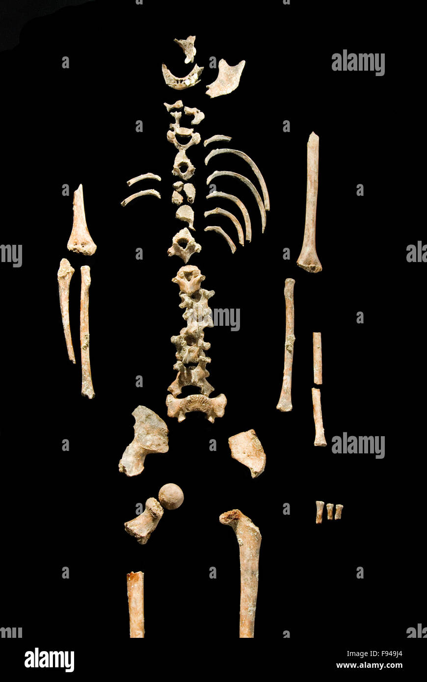 Uno scheletro ominideo della prima storia in fase di ricostruzione. Fotografato presso l'ufficio del National Archaeology Research Institute indonesiano di Giacarta. Foto Stock