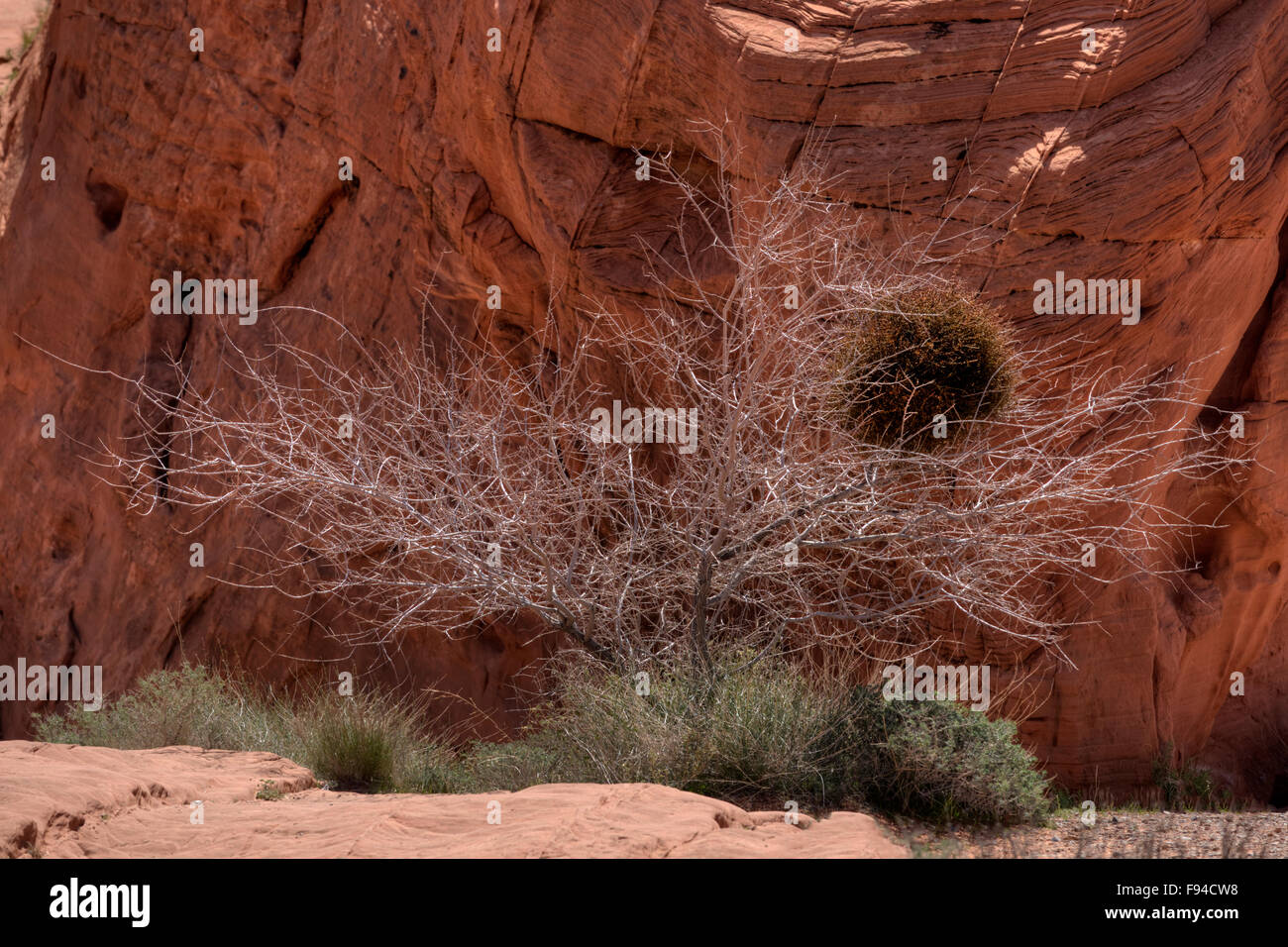 Un gatto-claw acacia infestata di vischio nel deserto (Phoradendron californicum) nel deserto di Mojave. Foto Stock