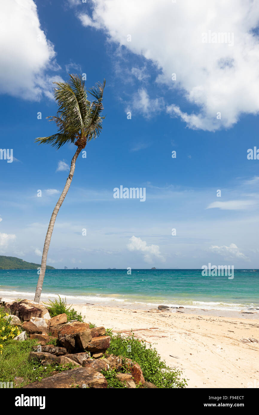 Lone Palm tree sul vento. Klong Muang Beach, Provincia di Krabi, Thailandia. Foto Stock