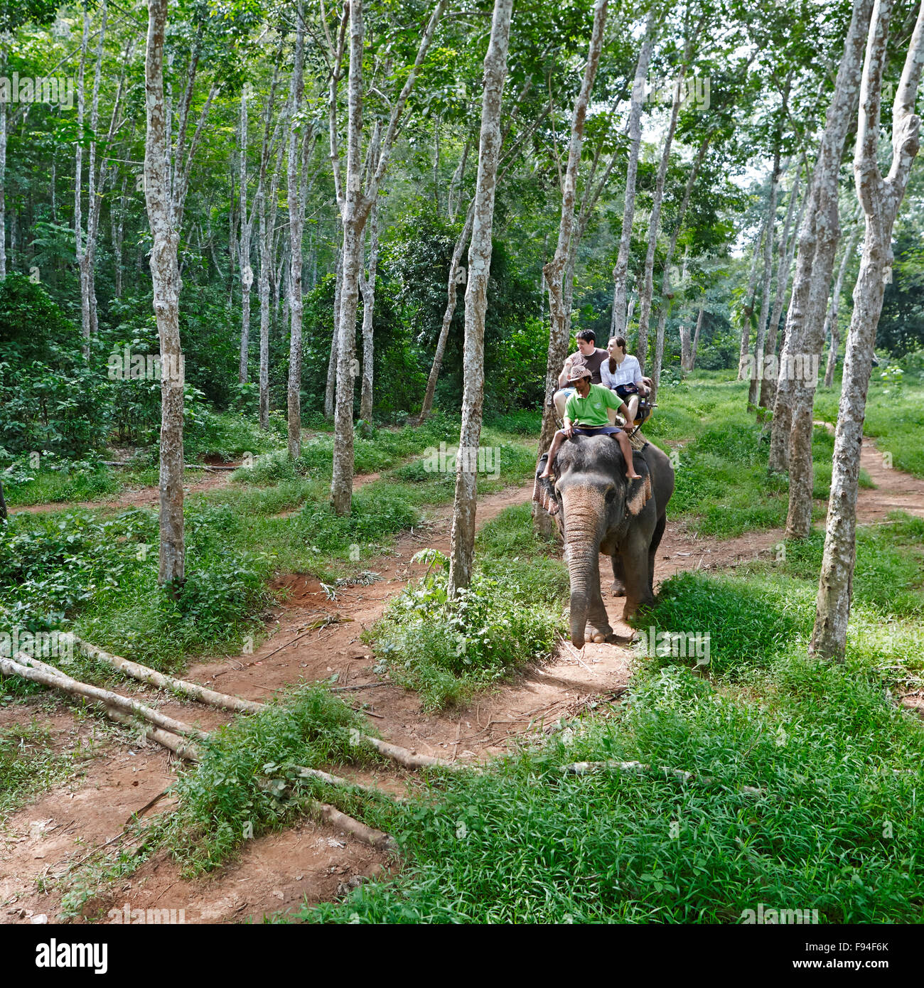 Elephant trekking nella foresta vicino Ao Nang town. Provincia di Krabi, Thailandia. Foto Stock