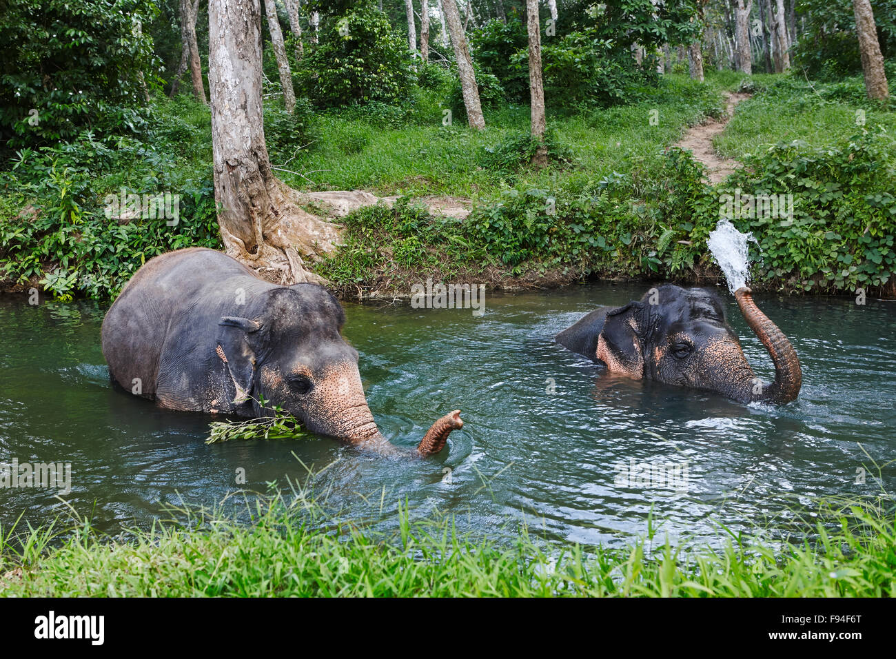 Bagno degli elefanti in un fiume a Elephant Camp nei pressi di Ao Nang town. Provincia di Krabi, Thailandia. Foto Stock