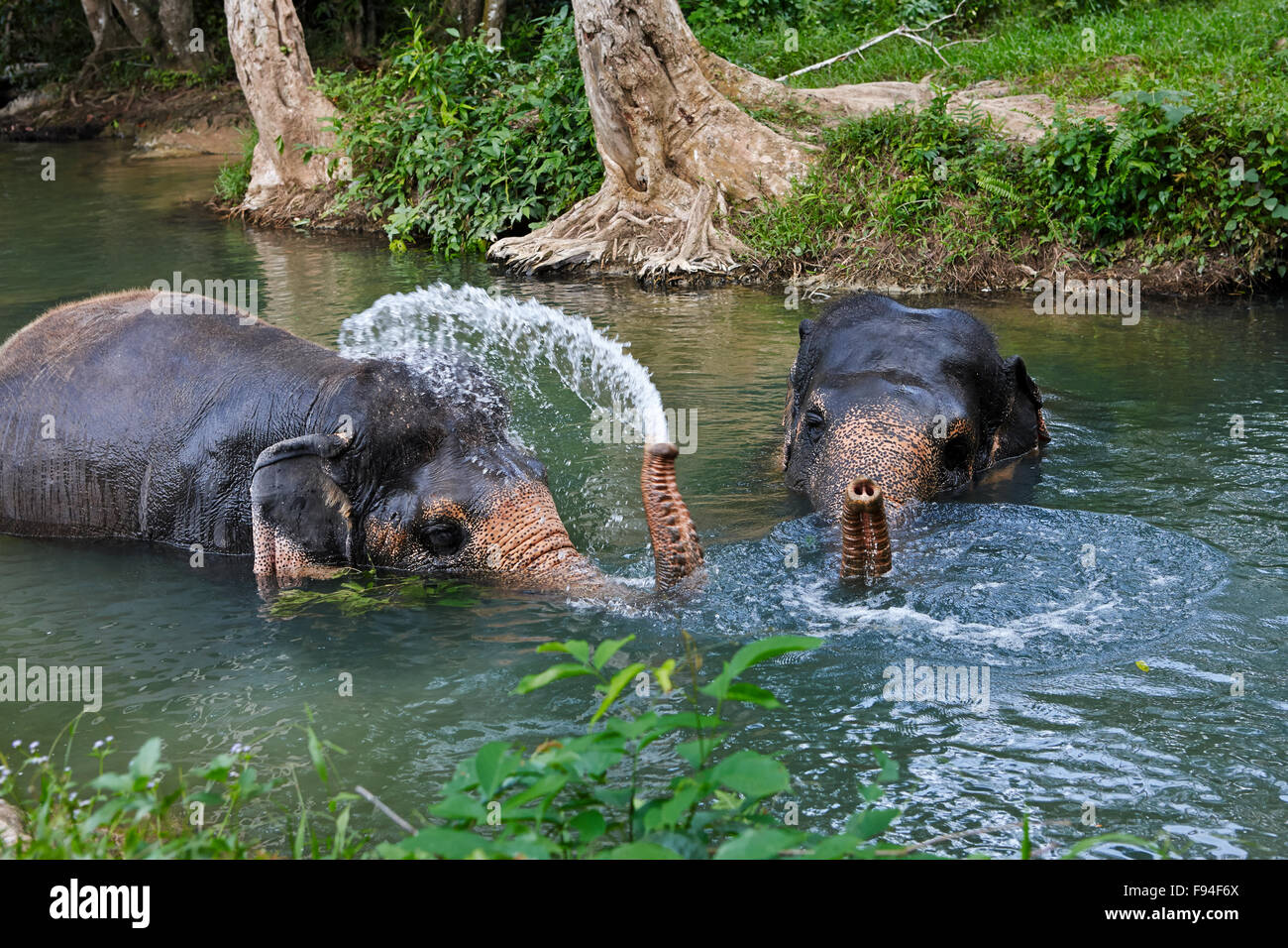Bagno degli elefanti in un fiume a Elephant Camp nei pressi di Ao Nang town. Provincia di Krabi, Thailandia. Foto Stock
