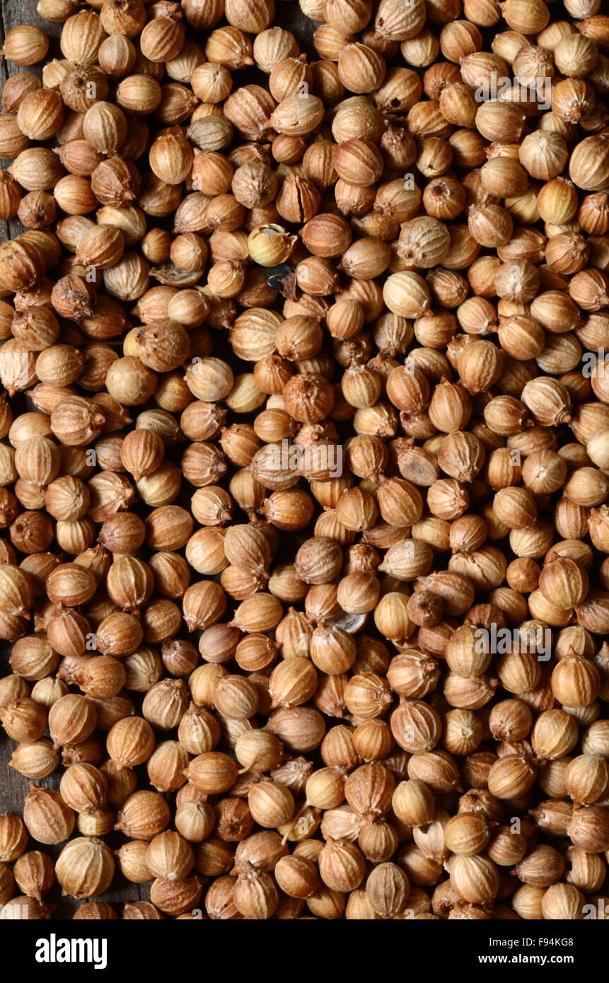 Fase organica essiccata di semi di coriandolo (Coriandrum sativum) vista superiore Foto Stock