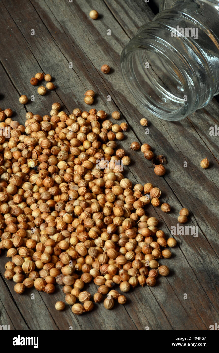 Fase organica essiccata di semi di coriandolo (Coriandrum sativum) vista superiore Foto Stock