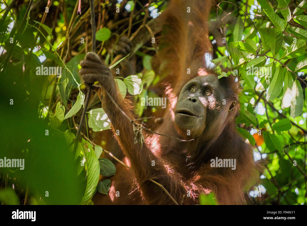 Orangutano borneano nord-est (Pongo pygmaeus morio). Foraggio individuale femminile adulto nel Parco Nazionale di Kutai, Indonesia. Foto Stock