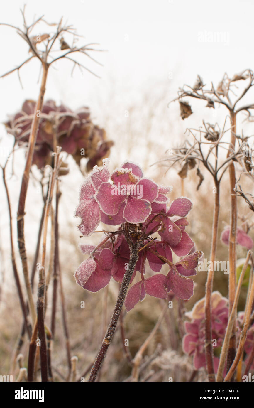 Congelati giardino in inverno con la brina coperto sbiadito i fiori delle ortensie Foto Stock