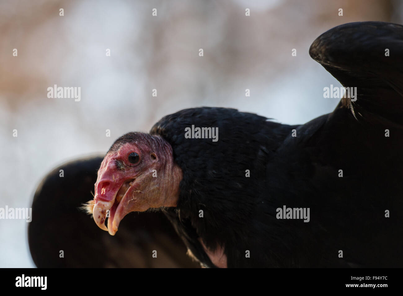 La Turchia avvoltoio, Cathartes aura, America Accipitridae Foto Stock