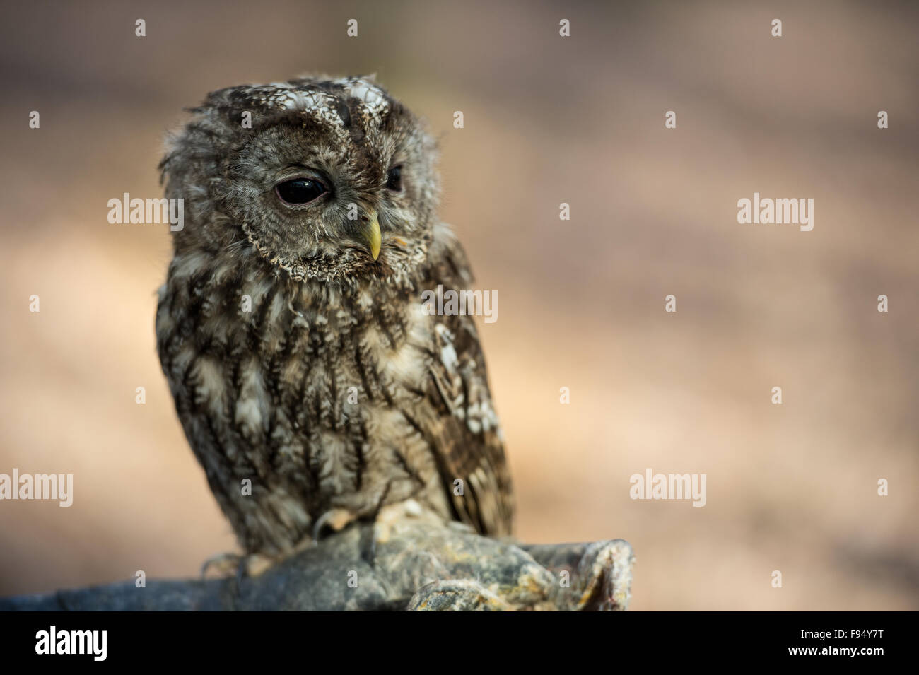 Southern di fronte bianco-assiolo, Ptilopsis granti, Titonidi, Africana Foto Stock