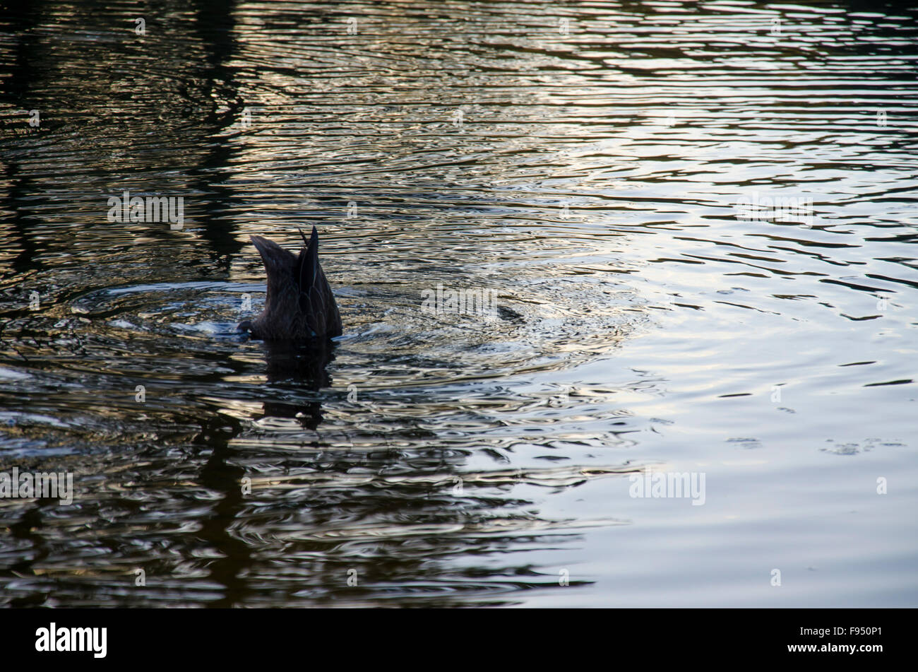 Un'anatra nera del Pacifico (Anas superciliosa) con la sua testa sotto l'acqua che tuffa per il cibo in un laghetto tranquillo in Australia Foto Stock