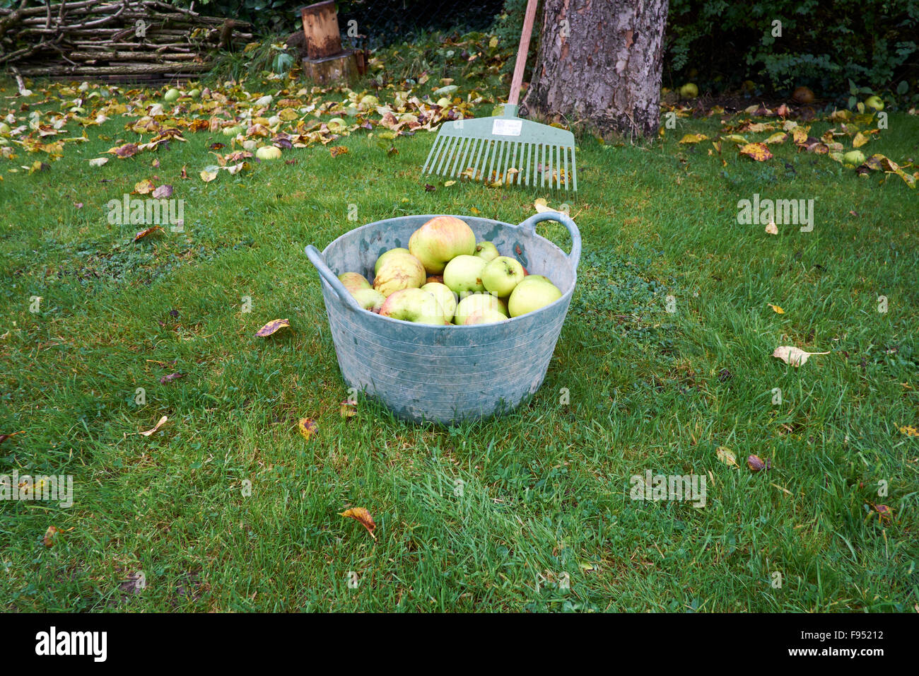 Manna Bramley mele raccolte nel Giardino Trug. Foto Stock