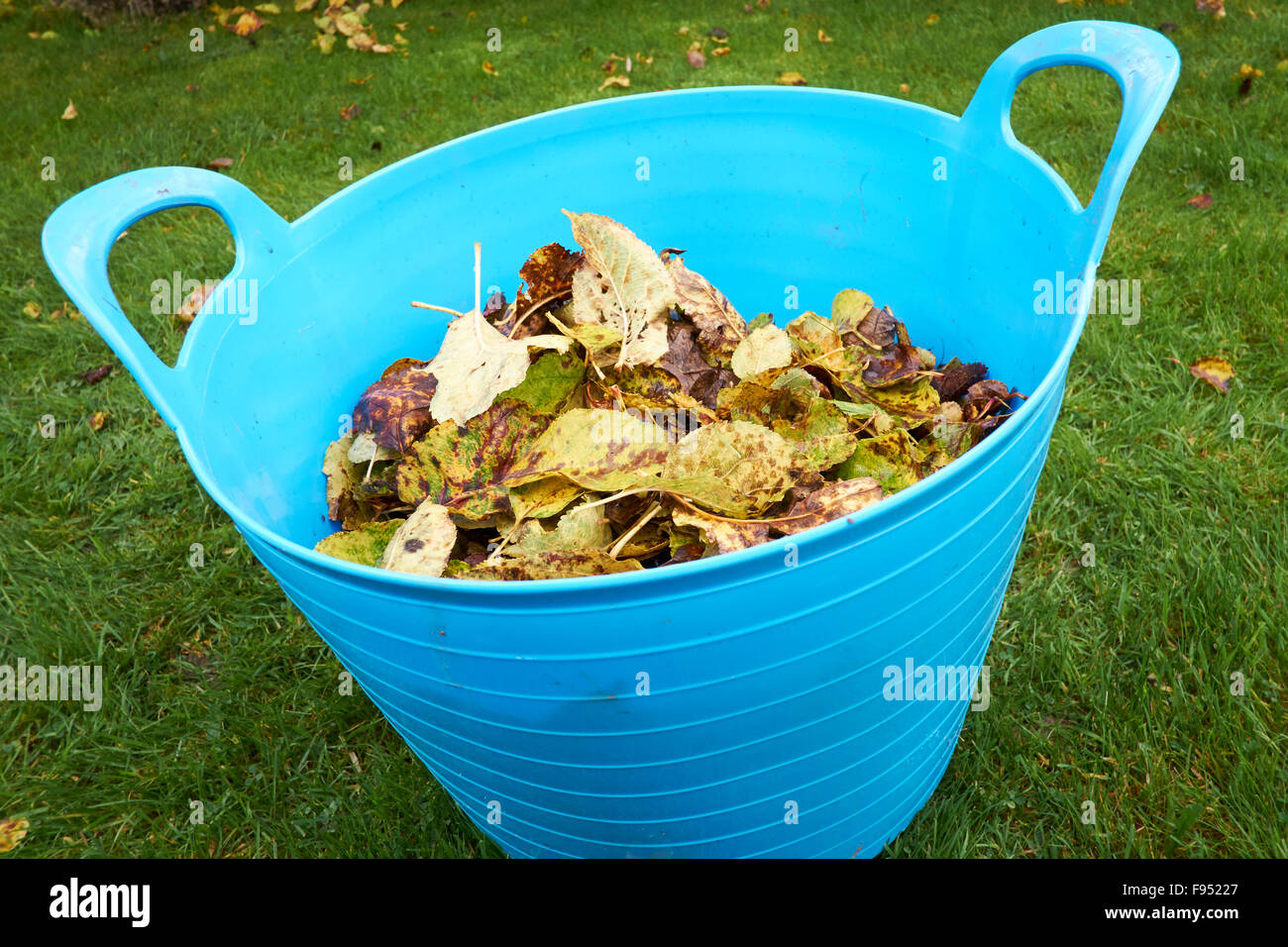 Caduto Foglie di autunno riuniti in un giardino trug. Foto Stock