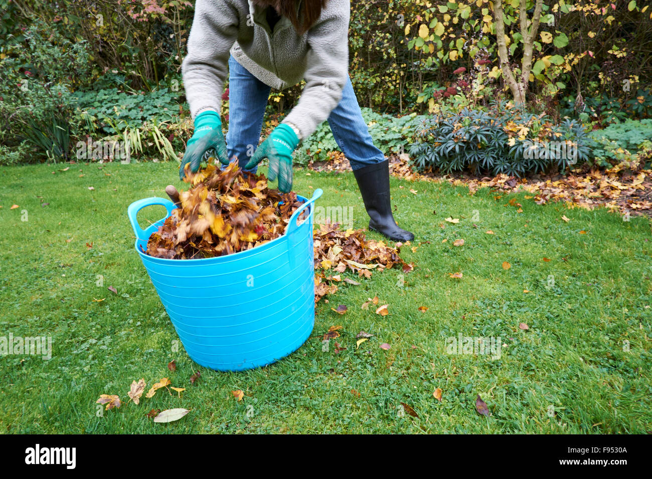 Femmina in un giardino Caduti raccolta di foglie di autunno per rendere foglia compost di stampo. Foto Stock