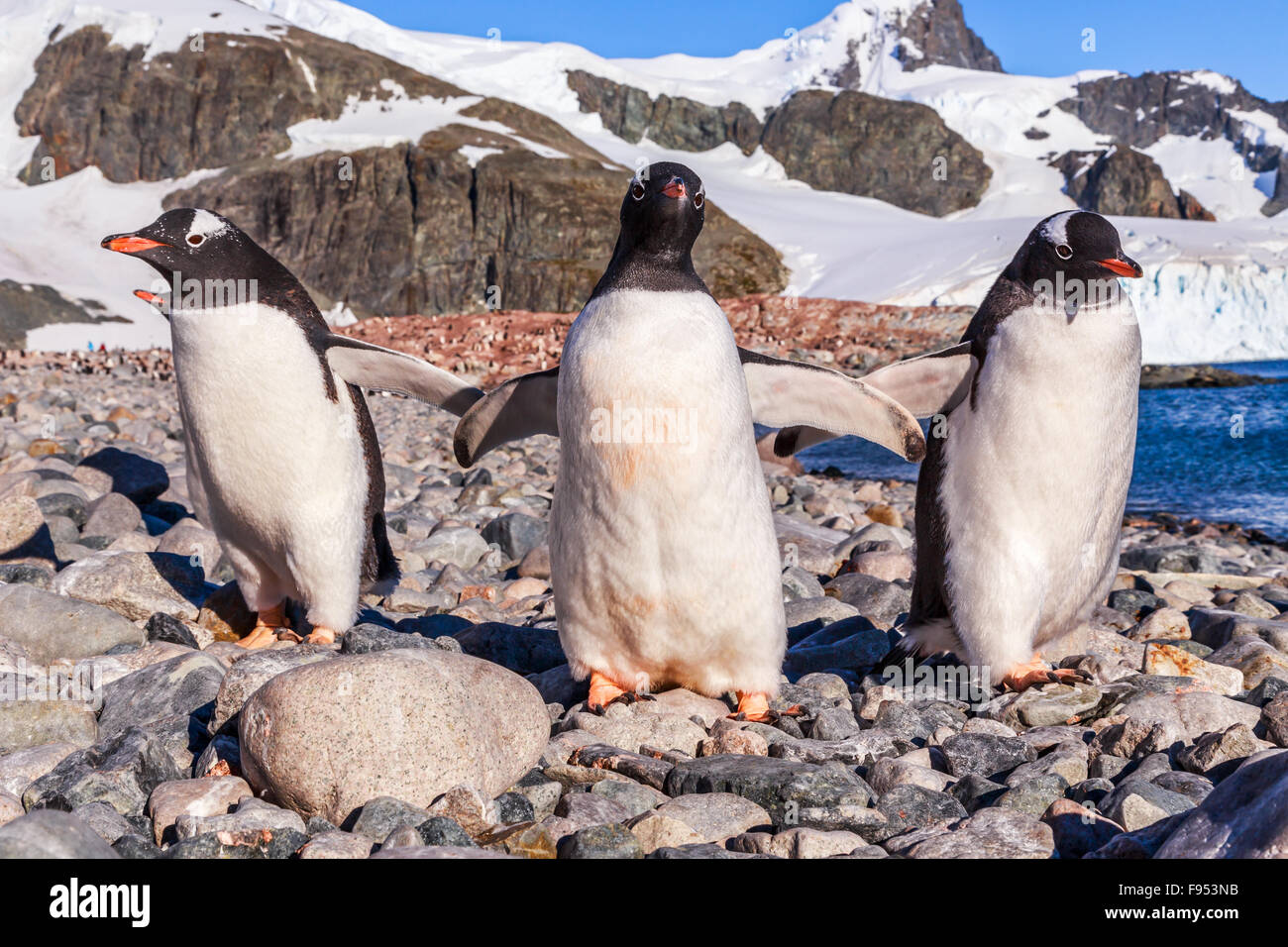 De Cuverville Island pinguini di Gentoo, Antartide Foto Stock