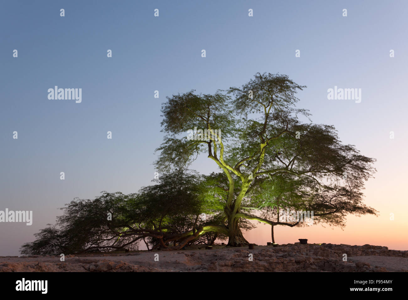 Albero della Vita, Bahrain Foto Stock