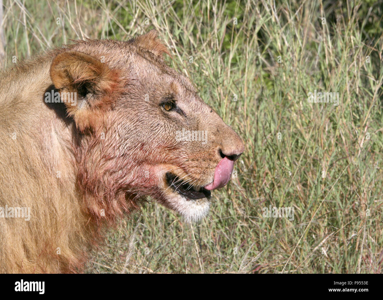 Lion faccia vista laterale dopo Kill leccamento delle labbra Foto Stock