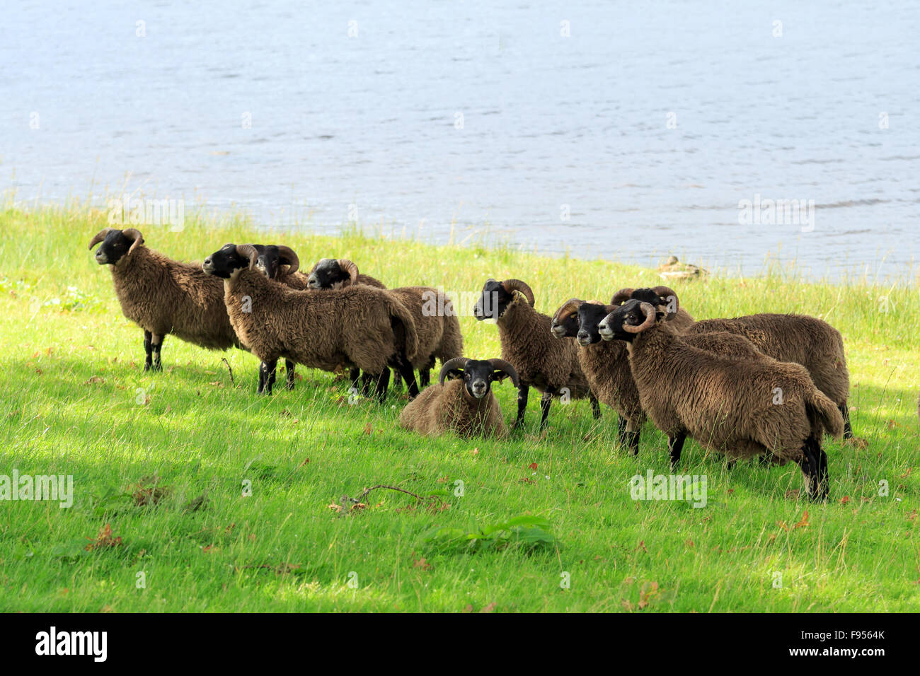 Gregge di nero scozzese di fronte Pecora in piedi sul bordo di un loch in Scozia Foto Stock
