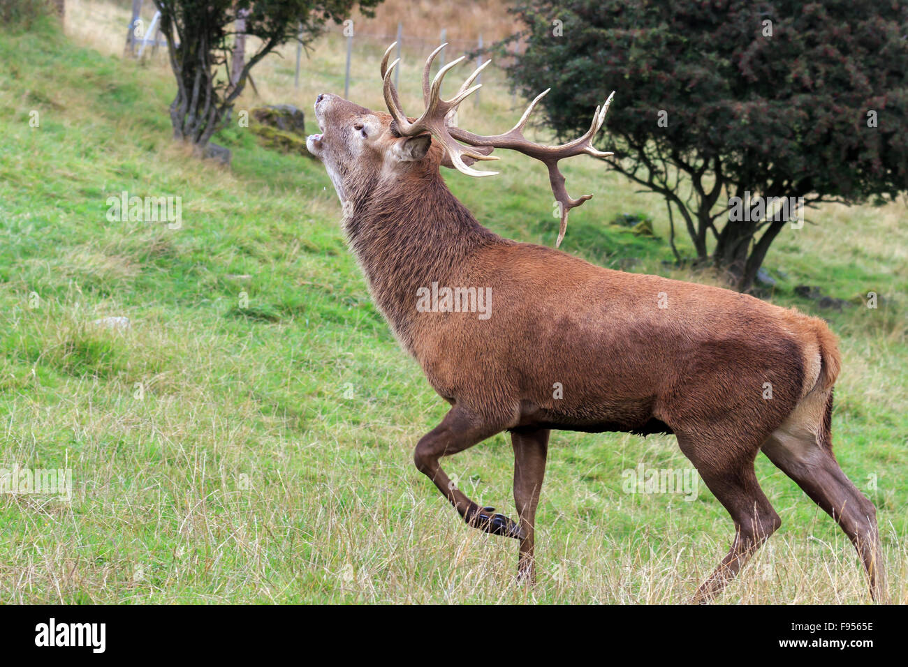 Red Deer Stag camminare e ruggente durante la routine in Perthshire Scozia Scotland Foto Stock