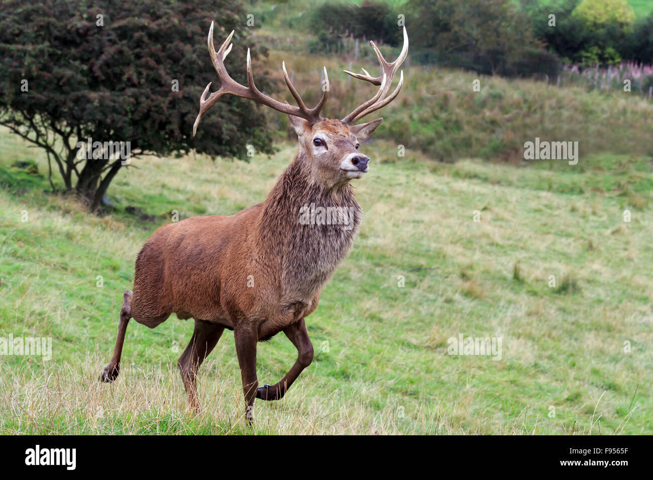 Red Deer Stag in piedi sul pendio di una collina in Perthshire Scozia Scotland Foto Stock