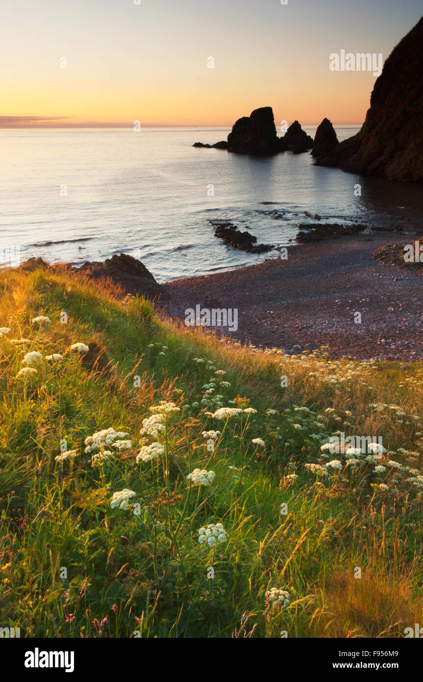 La costa vicino a Castello di Dunnottar all'alba - Aberdeenshire, Scozia. Foto Stock