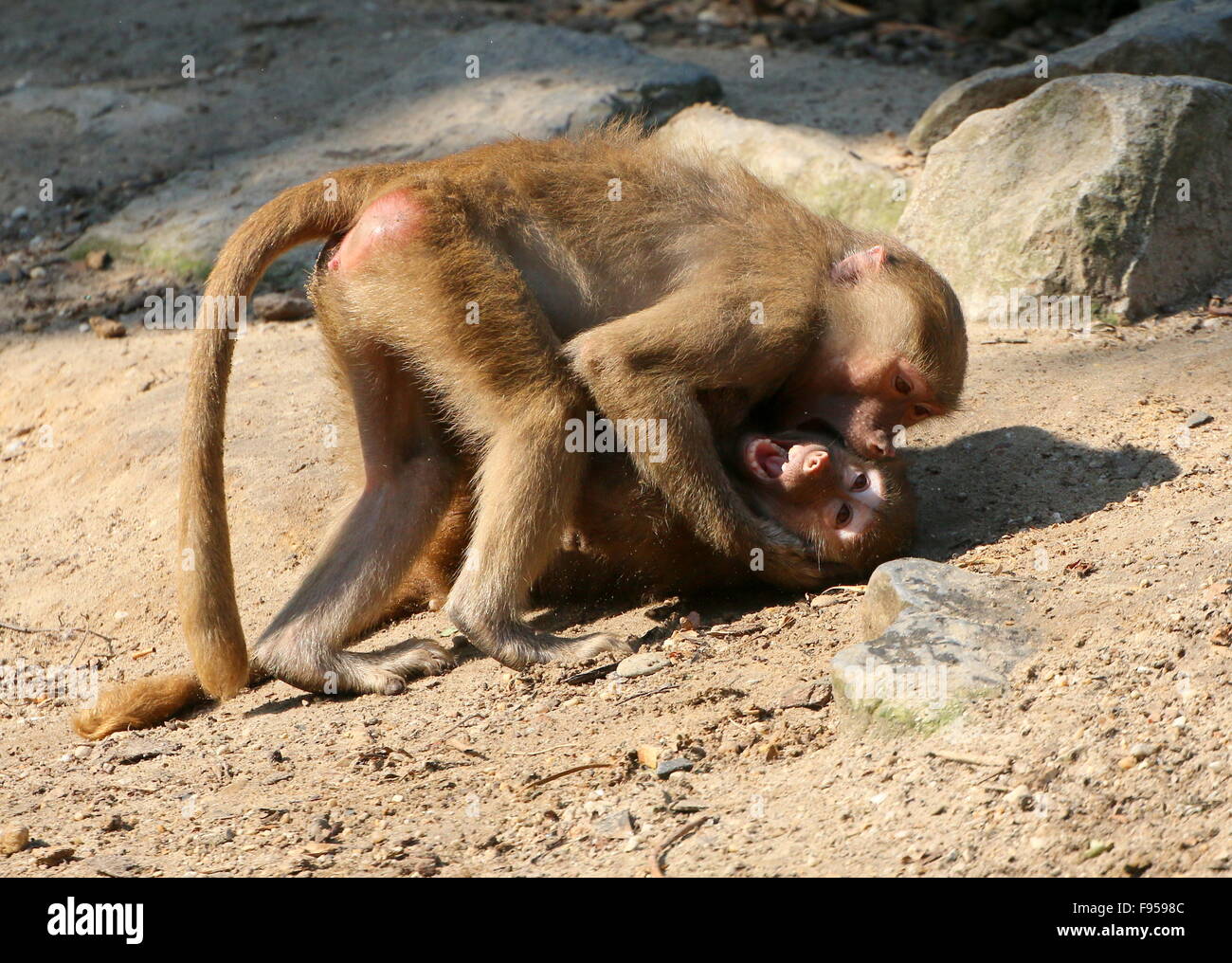 Aggressivo giovane maschio Hamadryas africana babbuini (Papio hamadryas) roughhousing e combattimenti Foto Stock
