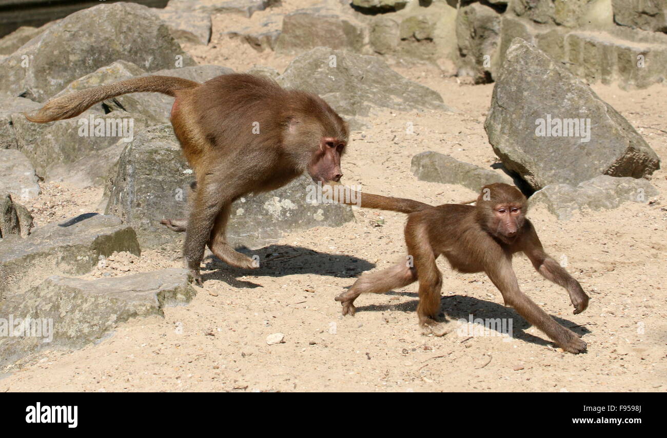 Aggressivo giovane maschio Hamadryas africana babbuini (Papio hamadryas) a caccia di un brioso youngster Foto Stock