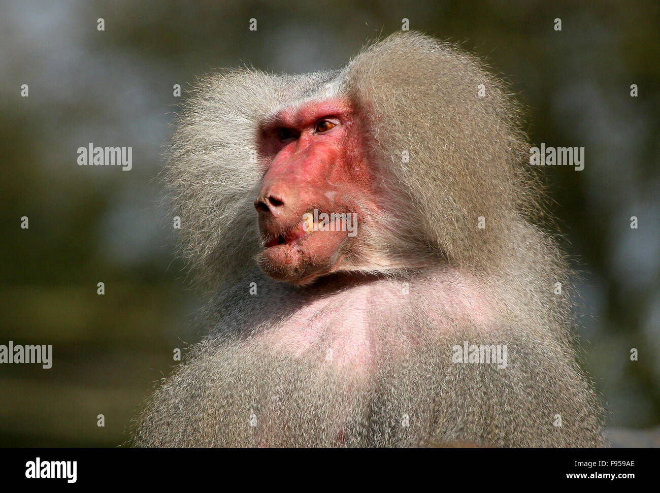 Maschio aggressivo African Hamadryas baboon (Papio hamadryas) ringhiando Foto Stock