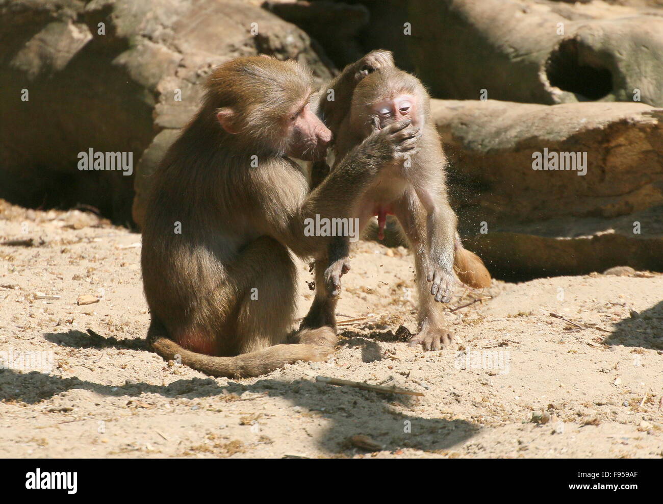 Aggressivo giovane maschio Hamadryas africana babbuini (Papio hamadryas) giocando e combattimenti Foto Stock