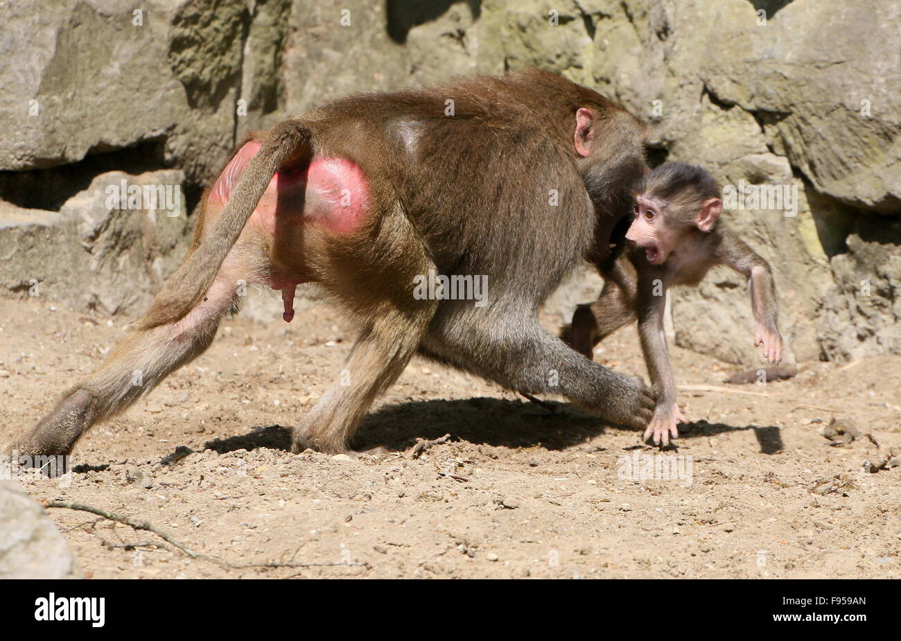 Bambino africano maschio Hamadryas baboon (Papio hamadryas) essendo disciplinato da un aggressivo anziani, maschi Foto Stock