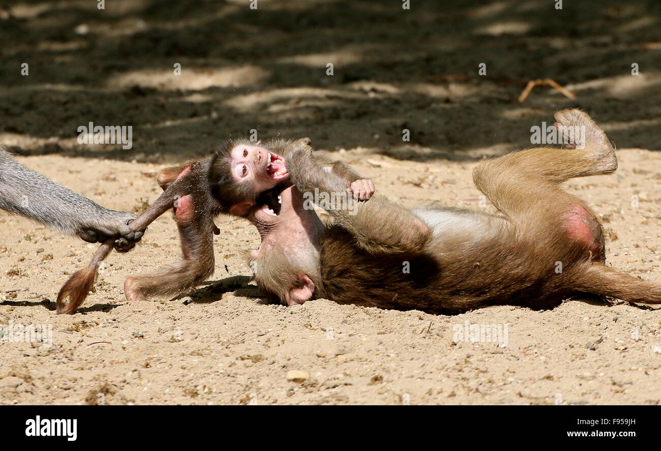 Aggressivo giovane maschio Hamadryas africana babbuini (Papio hamadryas) giocando e combattimenti Foto Stock