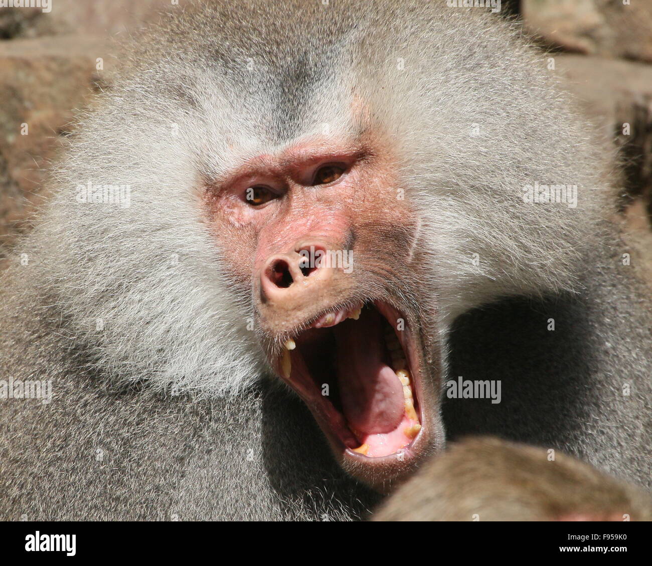 Maschio aggressivo African Hamadryas baboon (Papio hamadryas) ringhiando Foto Stock