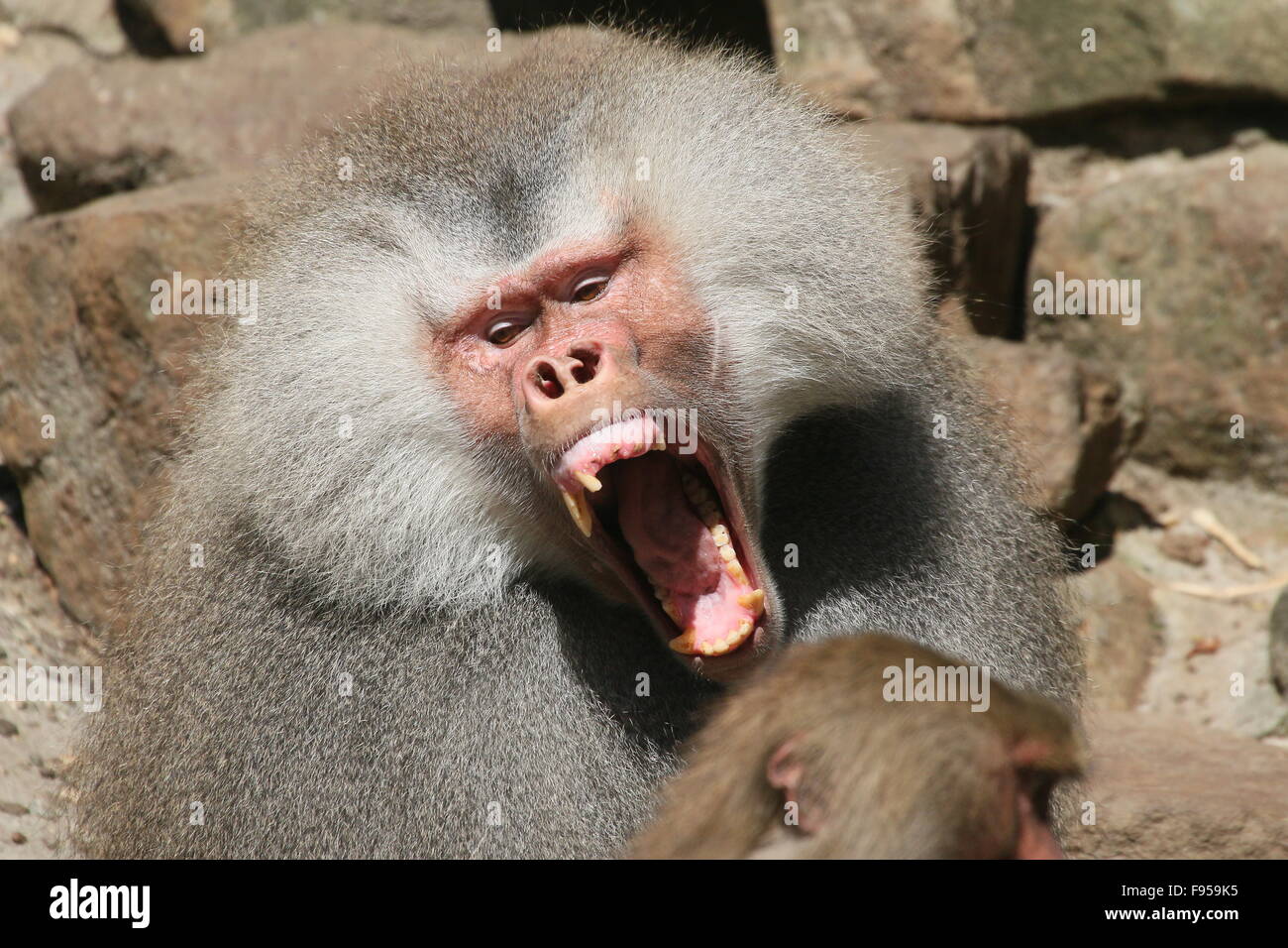 Maschio aggressivo African Hamadryas baboon (Papio hamadryas) ringhiando, la bocca spalancata, denti bared Foto Stock