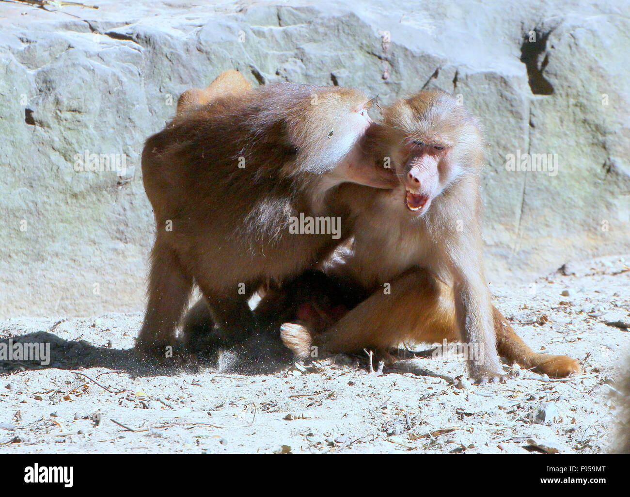 Aggressivo giovane maschio Hamadryas africana babbuini (Papio hamadryas) giocando e combattimenti Foto Stock