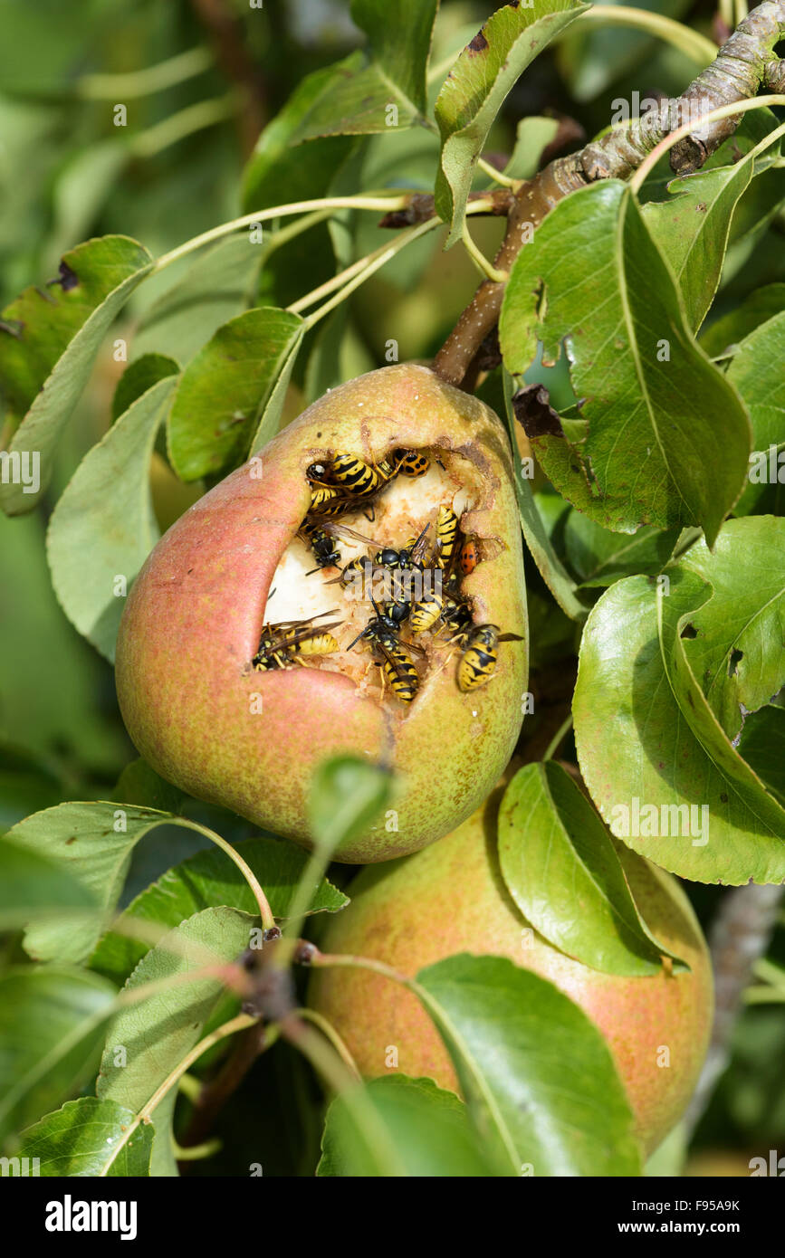 Vespe comune (Vespula vulgaris) e un arlecchino ladybird (Harmonia axyridis) alimentazione su una comice mature pera (Pyrus communis) Foto Stock