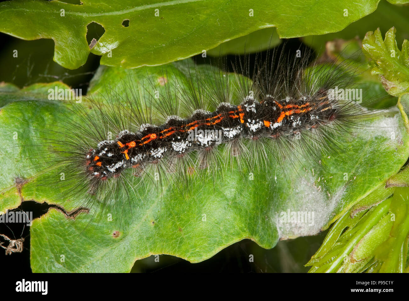 Giallo-coda, gold-coda, Caterpillar, Schwan, Raupe, Euproctis similis, Porthesia similis, Sphrageidus similis Foto Stock