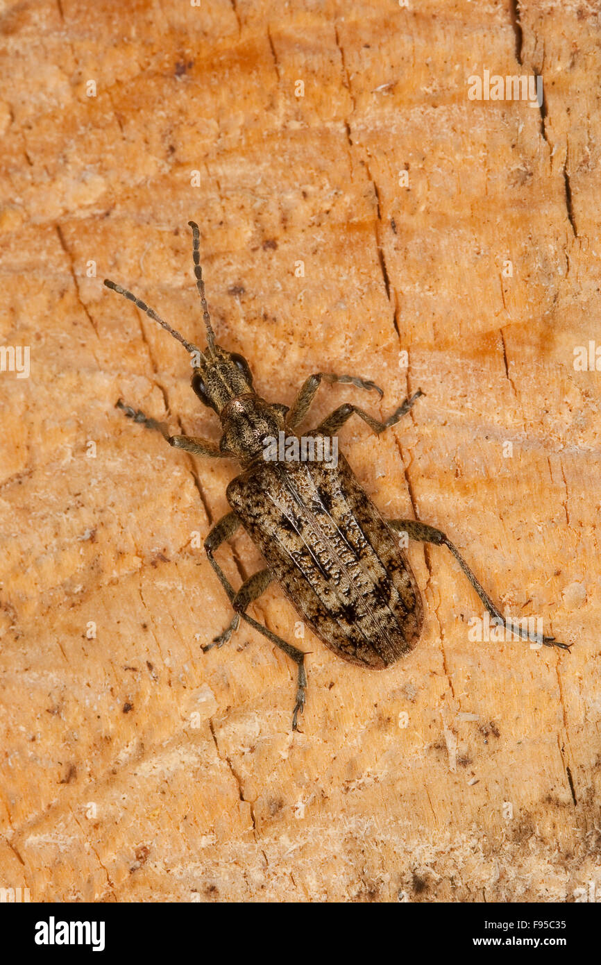 Pino nervata borer, nervate pine-borer, Schrotbock, Kleiner Zangenbock, Zangen-Bock, Kiefer-Zangenbock, Rhagium inquisitore Foto Stock