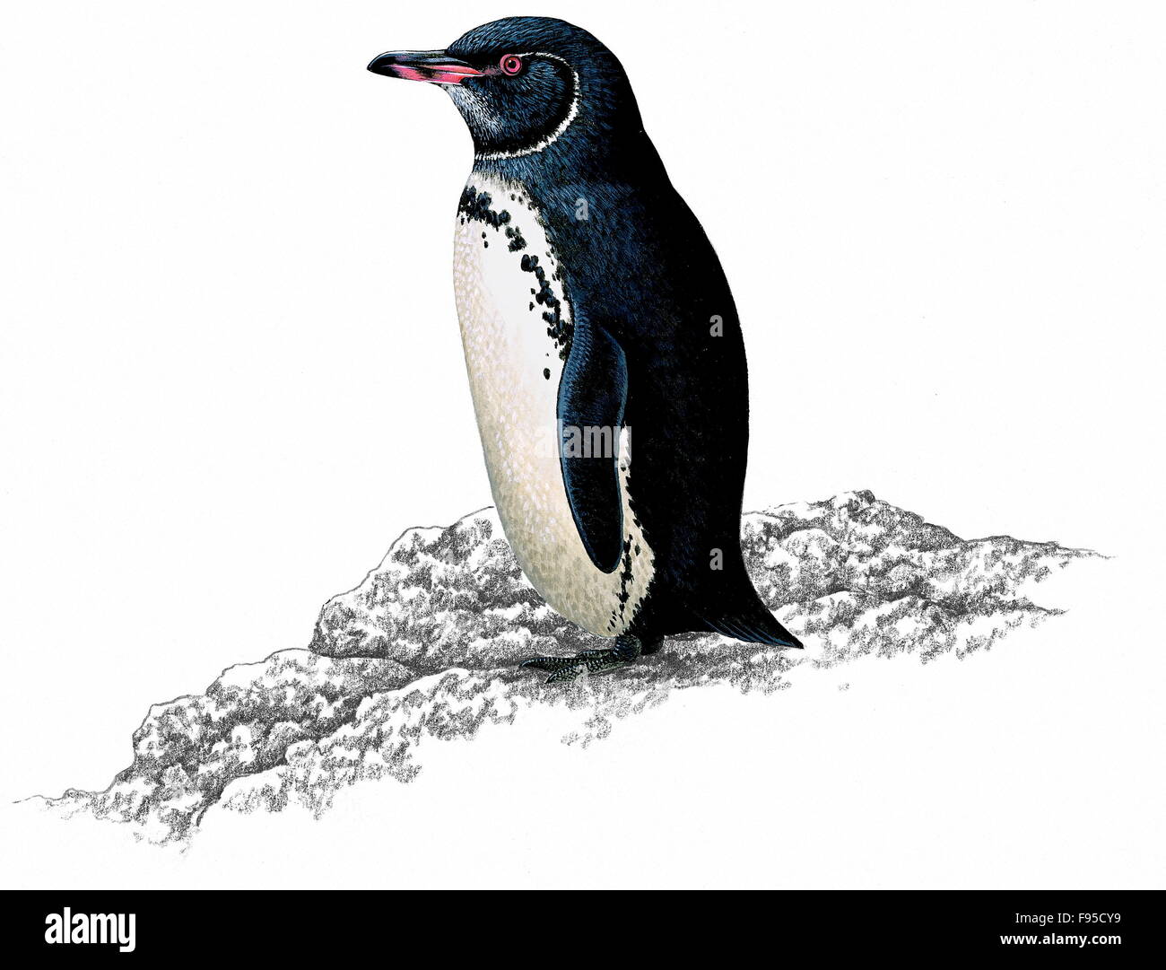 Le Galapagos penguin Foto Stock