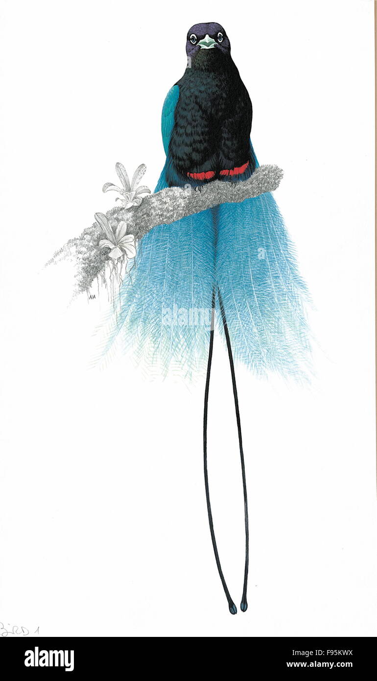 Blue Bird di paradiso Foto Stock