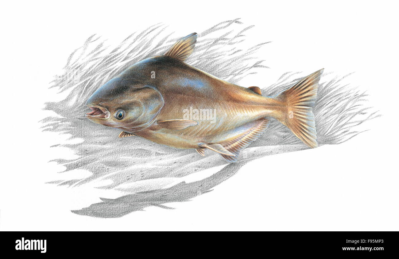 Il Mekong pesce gatto gigante Foto Stock