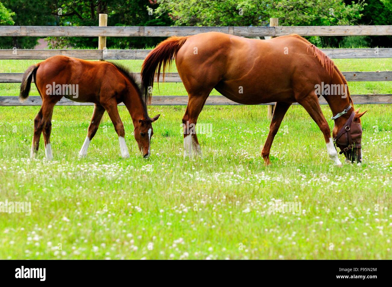 Un puledro e mare mangiare erba in un campo. Foto Stock