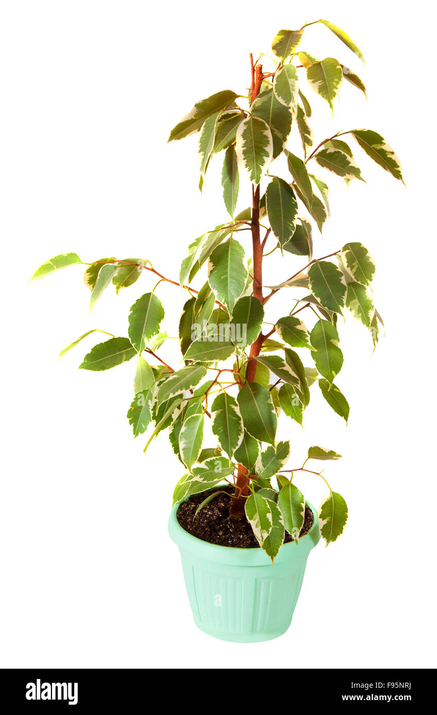 Ficus (Ficus Benjamina) in pentola. Isolato su sfondo bianco Foto Stock