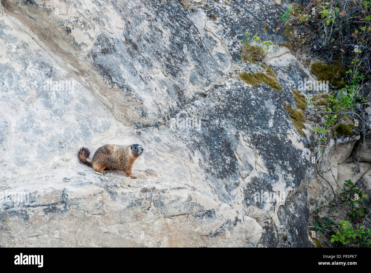 YellowBellied marmotta (Marmota flaviventris) Foto Stock