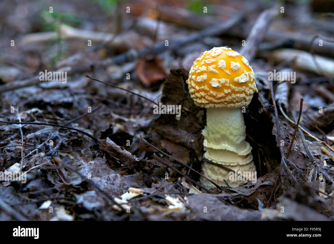 Primo piano della amanita muscaria fungo, comunemente noto come il fly agaric. Velenoso. Vicino a Thunder Bay, ON, Canada. Foto Stock