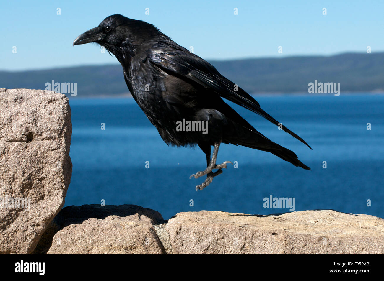 Comune di Corvo Imperiale (Corvus corax), il salto su una roccia, Yellowstone Nat'l parco, WY, STATI UNITI D'AMERICA. Foto Stock