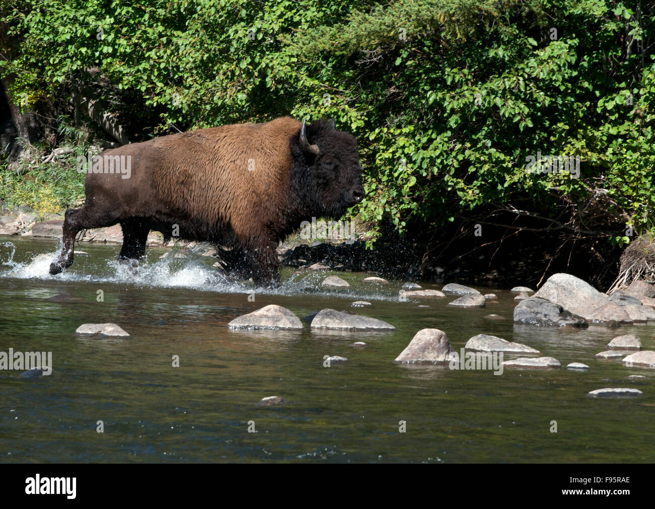 Il bisonte americano bull (Bison bison) flusso di attraversamento, Yellowstone Nat'l parco, WY, STATI UNITI D'AMERICA. Foto Stock