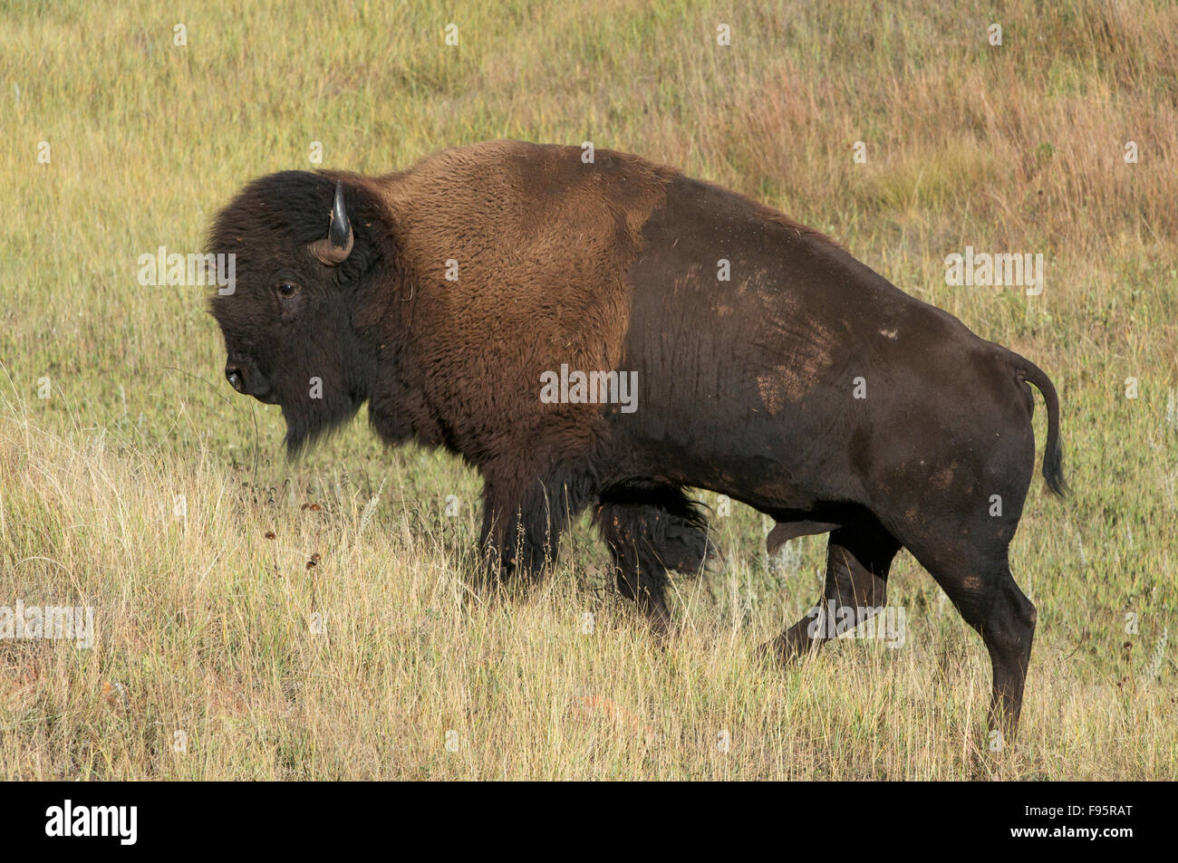 Vista dettagliata del bisonte Americano bull a piedi in erba alta pianura di Custer State Park, il Dakota del Sud, Stati Uniti, (Bison bison) Foto Stock