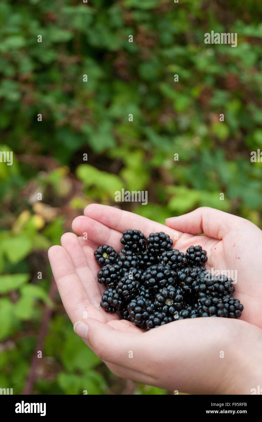 More crescere abbondantemente lungo le strade di campagna della collina di ciottoli vicino a Victoria, BC Foto Stock