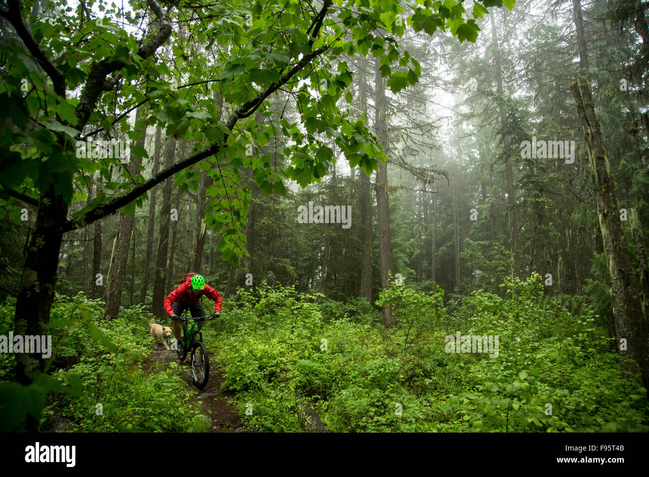 Mountain bike, ciclismo Crosscountry, foresta, nebbia, Rossland, British Columbia, Canada, Foto Stock